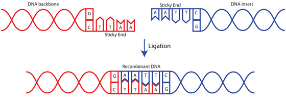 ligase nova 400 U/UL do ADN T4 da única enzima para o uso da pesquisa SOMENTE