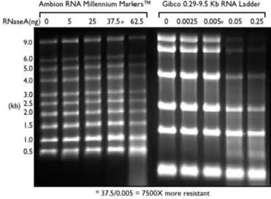 Baixos escada de SsRNA da escala e marcador do RNA, escada 0.125-6.0Kb do RNA do Formamide