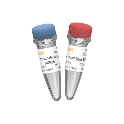 ligase nova 400 U/UL do ADN T4 da única enzima para o uso da pesquisa SOMENTE